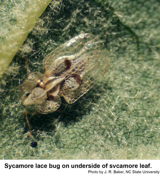 Thumbnail image for Sycamore Lace Bug